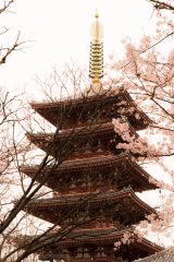 2026年日本动漫剧场版海报，少年主角站立于樱花树下仰望星空，画风细腻，动漫免费观看